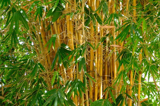 Golden Bamboo (Phyllostachys aurea) is a popular invasive ornamental plant known for its stems that turn golden yellow when exposed to sunlight, growing to a height of 5-12 meters