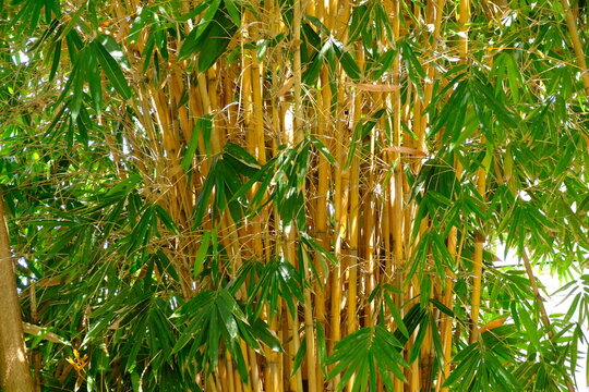 Golden Bamboo (Phyllostachys aurea) is a popular invasive ornamental plant known for its stems that turn golden yellow when exposed to sunlight, growing to a height of 5-12 meters