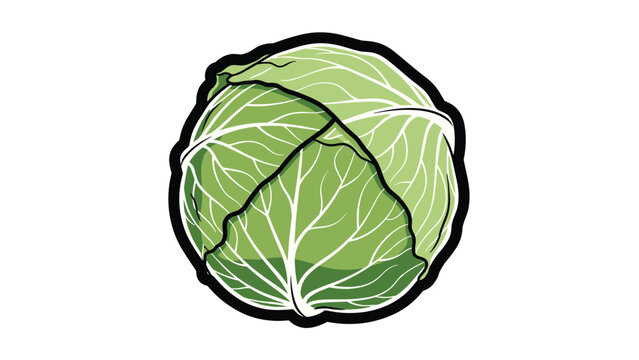 Fresh whole green cabbage with detailed leaf textures and thick black outlines, suitable for grocery, nutrition, and healthy eating designs.
