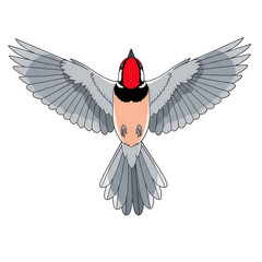 Top View Bird Illustration with Spread Wings