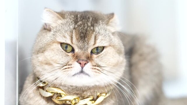Chubby cat with gold chain and fluffy fur, green eyes closeup, luxury pet domestic feline, stylish relaxed portrait, British shorthair golden fur, soft lighting, serious expression, grumpy attitude