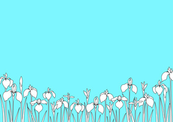 水色背景に花菖蒲のミニマル線画フレーム　コピースペース付き