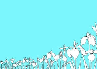 花菖蒲が咲く風景　右側から見た遠近感のある構図　A4横