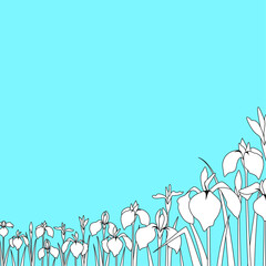 花菖蒲が咲く風景　右側から見た遠近感のある構図　スクエア正方形