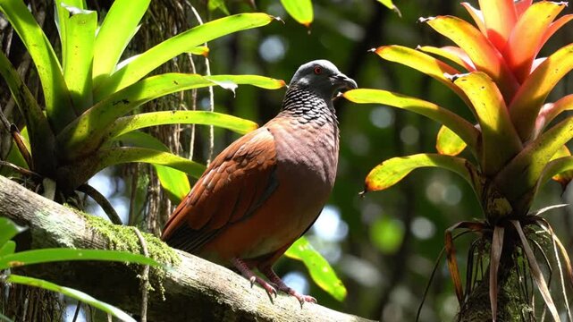 Beautiful brown dove with patterned neck perched on a mossy branch among vibrant bromeliads in a tropical forest environment