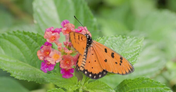 Tawny Coster butterfly feeding on Lantana flowers then flying off into the garden.
