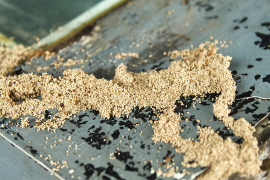 Piles of drywood termite droppings or frass on painted wood surfaces. Signs of termite infestation on residential property.