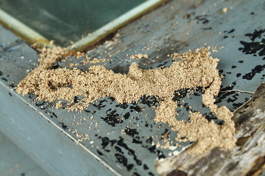 Piles of drywood termite droppings or frass on painted wood surfaces. Signs of termite infestation on residential property.