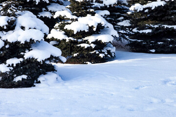 Green evergreen trees are covered in thick, fresh snow. The ground is also covered in snow, creating a cool winter scene with ample copy space available.