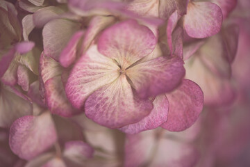 Hydrangea blossoms changing color from pink to white, displaying delicate textures and patterns under soft, natural light, creating a serene botanical background