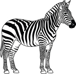 Fototapeta premium Striking black and white illustration of a standing zebra showcasing its distinctive striped pattern isolated on a plain background
