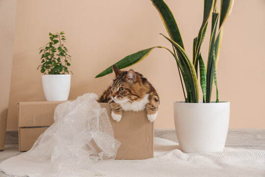 Cute cat sitting in cardboard box with bubble wrap at home