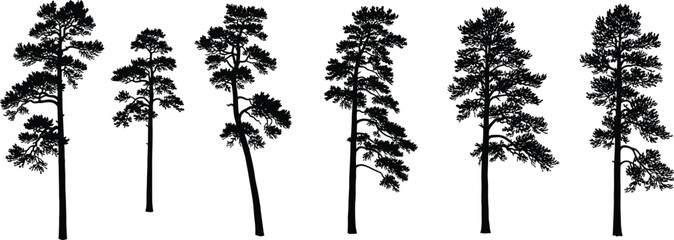 Set of pine and spruce trees silhouettes cad drawing flat vector illustration with various forest evergreen fir and cedar plants