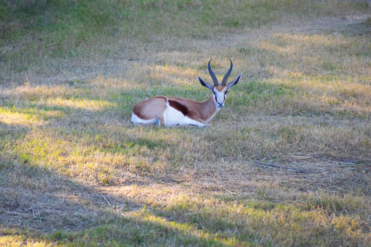 gazelle sitting is grassy field