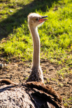 close up of an ostrich, backlit
