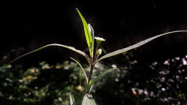 Cyanthillium cinereum
