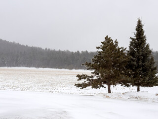 winter landscape with trees and a field with corn stubble