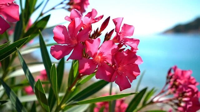 Beautiful pink oleander flowers blooming in front of a stunning turquoise ocean and bright sunshine on a summer day