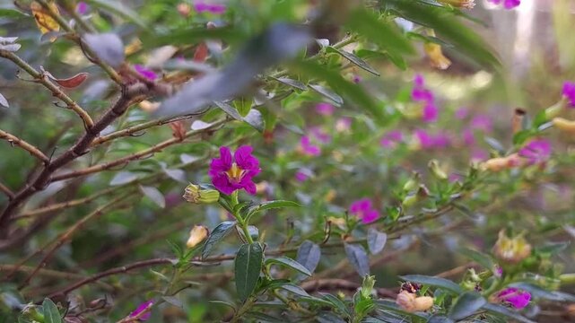 Cuphea hyssopifolia
