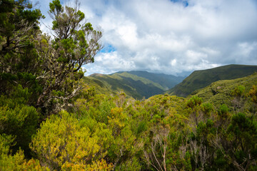 relict forest at Madeira Island