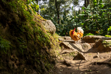 A small chicken is walking on a dirt path in a forest © Barosanu