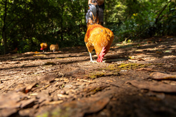 A rooster is eating on the ground