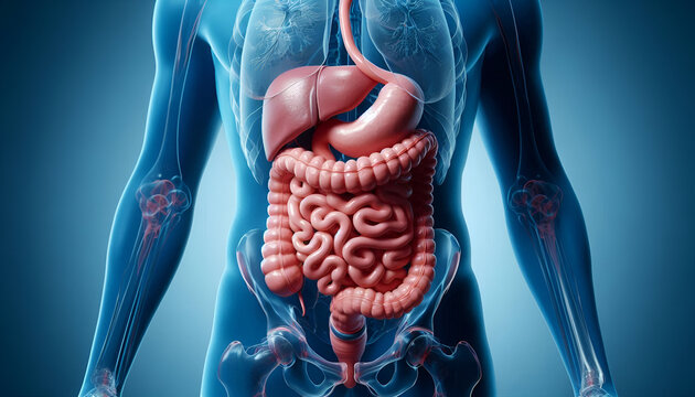 3d Anatomy Illustration Of Human Digestive System 