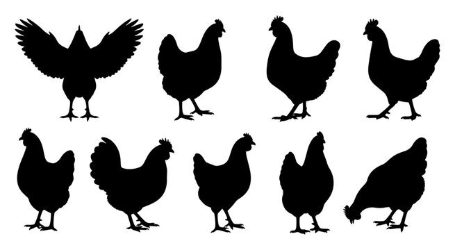 Set of chicken silhouettes in different poses for farm and poultry branding designs.