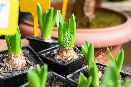 Close up of hyacinth flower bulb in black plastic pot at floral market. Growing hyacinthus orientalis plant with green bud for sale in flower shop.
