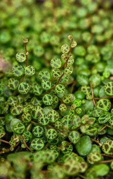 Close up of peperomia prostrata plant with turtle shell pattern leaf. Beautiful spring string of turtles for creative garden decor and floral design.