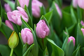 Beautiful lilac tulip flower blooming in spring garden. Tender purple tulip bud with green leaf for creative floral background and decor design idea.