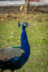 Obraz premium Close-up of peacock (Pavo cristatus) showing feather detail in natural outdoor setting, Northern India