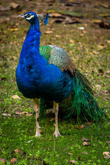 Obraz premium Close-up of peacock (Pavo cristatus) showing feather detail in natural outdoor setting, Northern India