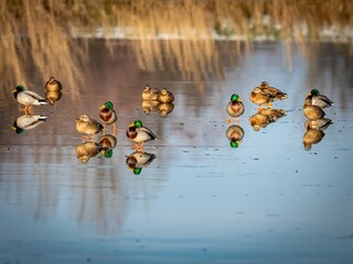 Mallard duck (Anas platyrhynchos) in winter.