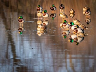 Mallard duck (Anas platyrhynchos) in winter.