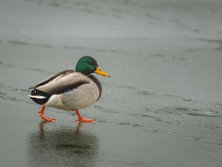 Mallard duck (Anas platyrhynchos) in winter.