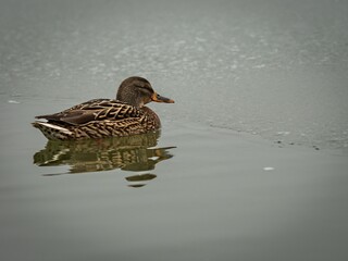 Mallard duck (Anas platyrhynchos) in winter.