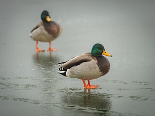 Mallard duck (Anas platyrhynchos) in winter.