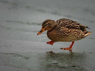 Mallard duck (Anas platyrhynchos) in winter.