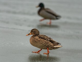 Mallard duck (Anas platyrhynchos) in winter.