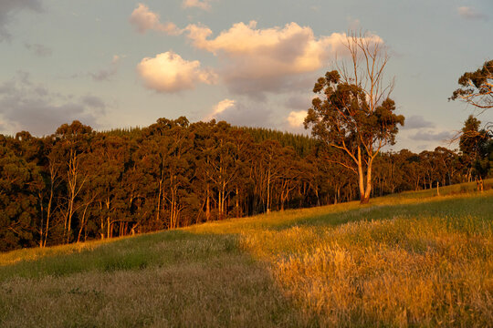 Aerial drone panorama of rural farmland at sunset in New South Wales, Australia &ndash; golden hour light over rolling paddocks, agricultural fields and countryside landscape