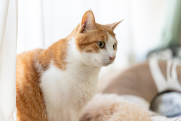 気になって見つめる猫の視線　茶トラ白	