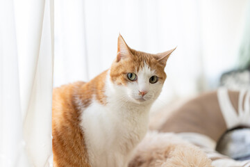 気になって見つめる猫の視線　茶トラ白	