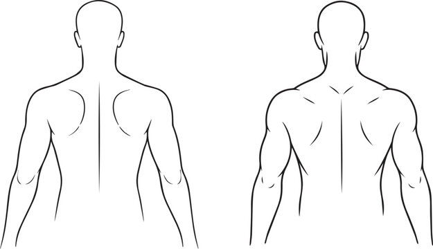 Anatomical drawings of human male body front view