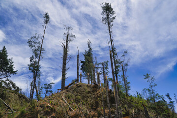 Obraz premium Tall pine trees on rugged hillside under blue sky after storm damage and clearing