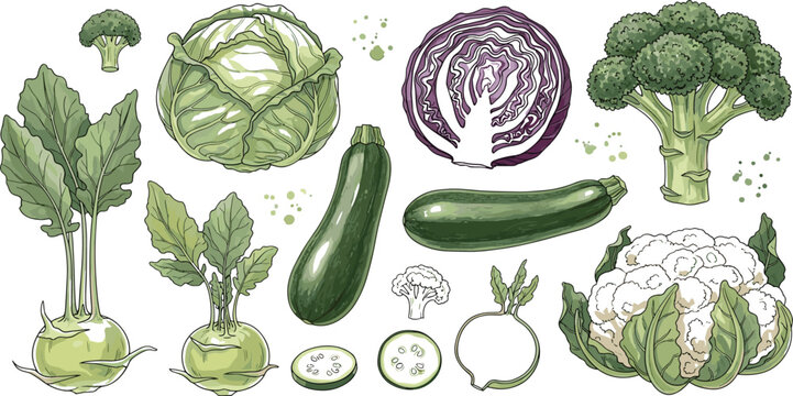 Fresh green vegetables hand drawn vector set with cabbage broccoli zucchini cauliflower kohlrabi and leafy ingredients for healthy food design.