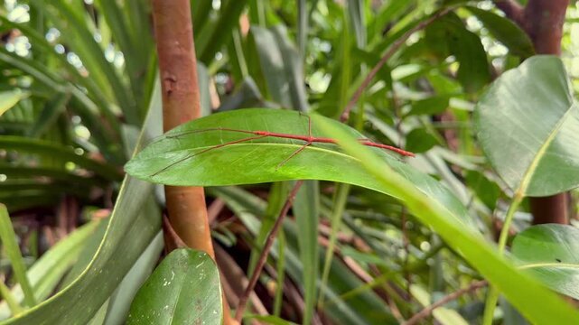 Slow motion reveal of stick insect on green leave in the national park, Mahe, Seychelles 25fps 002