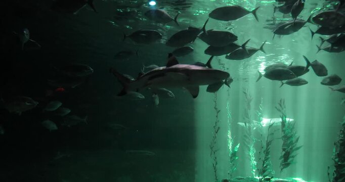 School of fish swimming in dark aquarium tank with light rays filtering through kelp. underwater life, marine biology, ocean habitat, sea creatures, aquarium exhibit, cinematic lighting, wildlife phot