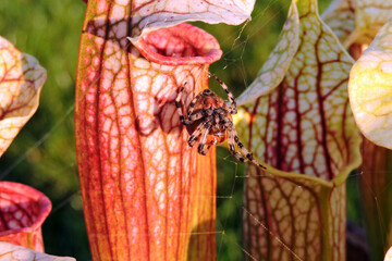 Ventral view of a four-spot orb-weaver spinning a web on a Sarracenia plant