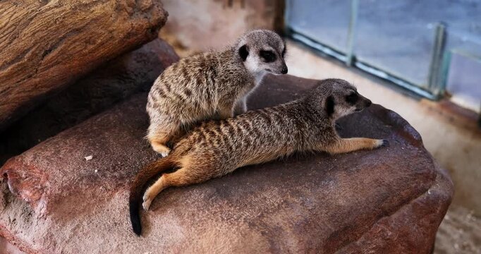 Two meerkats resting and alert on rock in zoo enclosure. Wildlife, nature, animal behavior, meerkat family, suricate, zoo photography, desert animals.